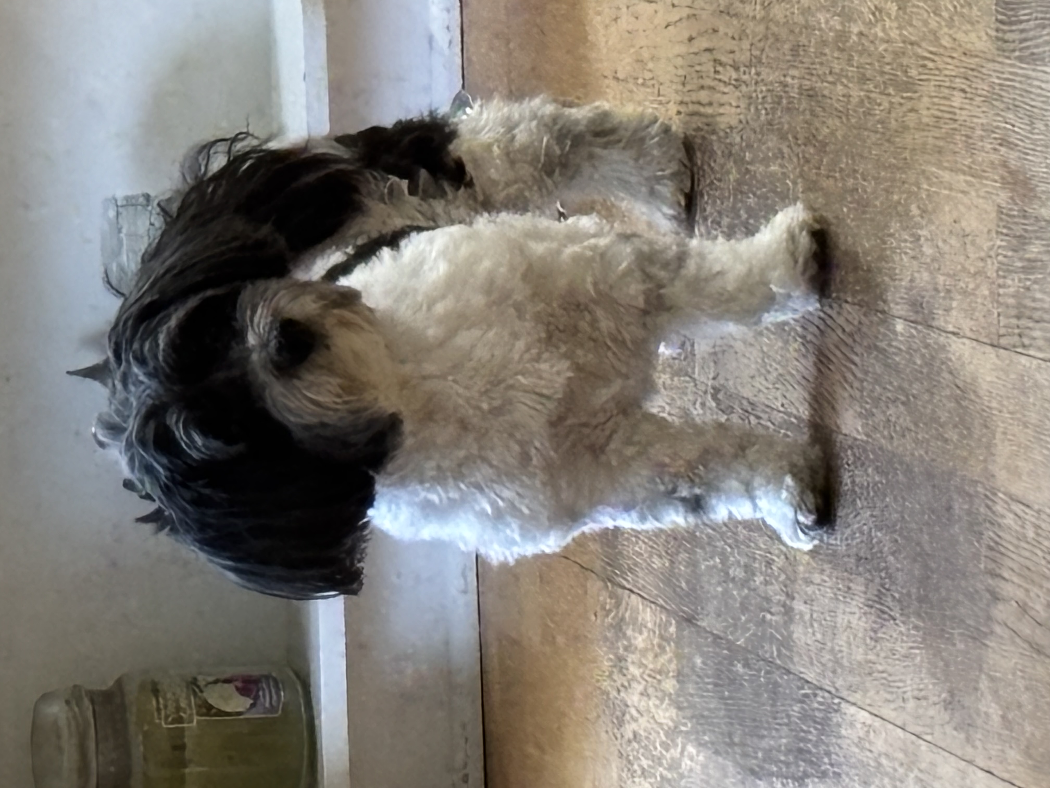 Sophie
